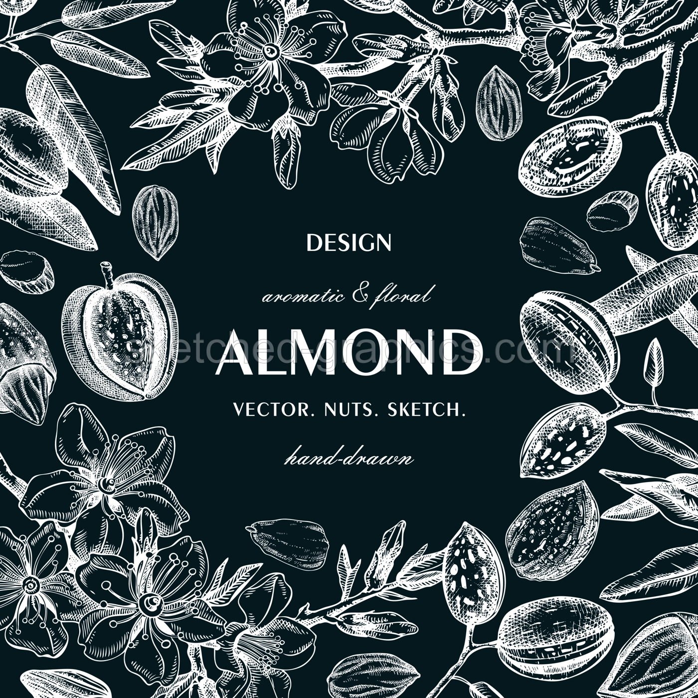 Almond nut frame design on chalkboard.Blooming branches, nuts, flower sketches. Hand-drawn vector illustration. Botanical background. NOT AI generated Illustration